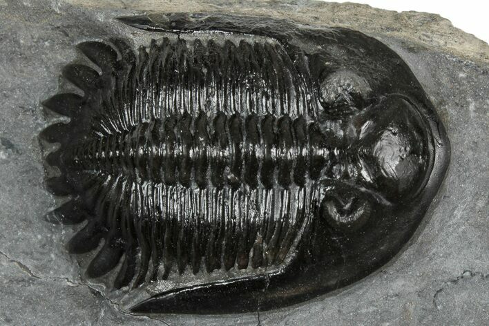 Mrakibina Trilobite - Mrakib, Morocco #352622